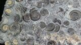 Marston Magna Ammonite Cluster - Polished on Back #30744-2